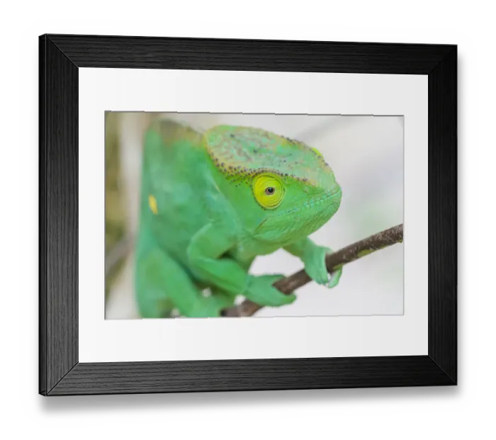 Framed Print : Africa, Madagascar, east of Tana, Marozevo, Peyrieras Reptile Reserve