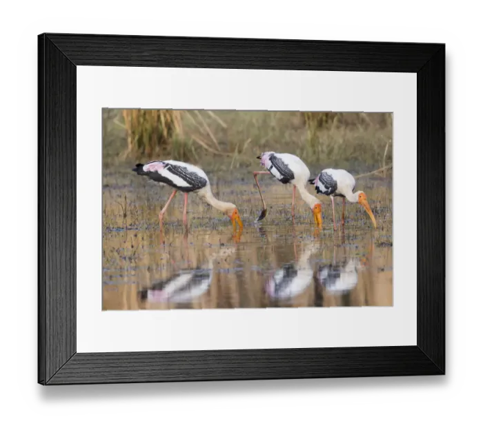 Framed Print : India, Madhya Pradesh, Bandhavgarh National Park. Three painted storks feed in