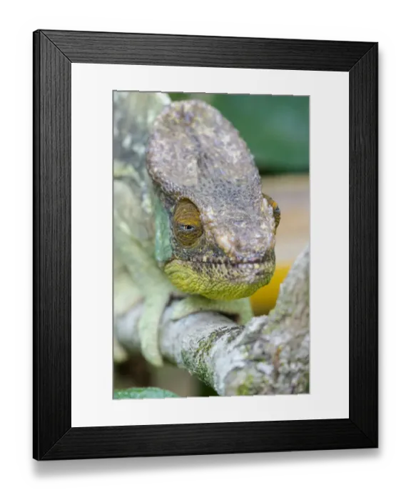 Framed Print : Africa, Madagascar, east of Tana, Marozevo, Peyrieras Reptile Reserve Framed Print : Africa, Madagascar, east of Tana, Marozevo, Peyrieras Reptile Reserve