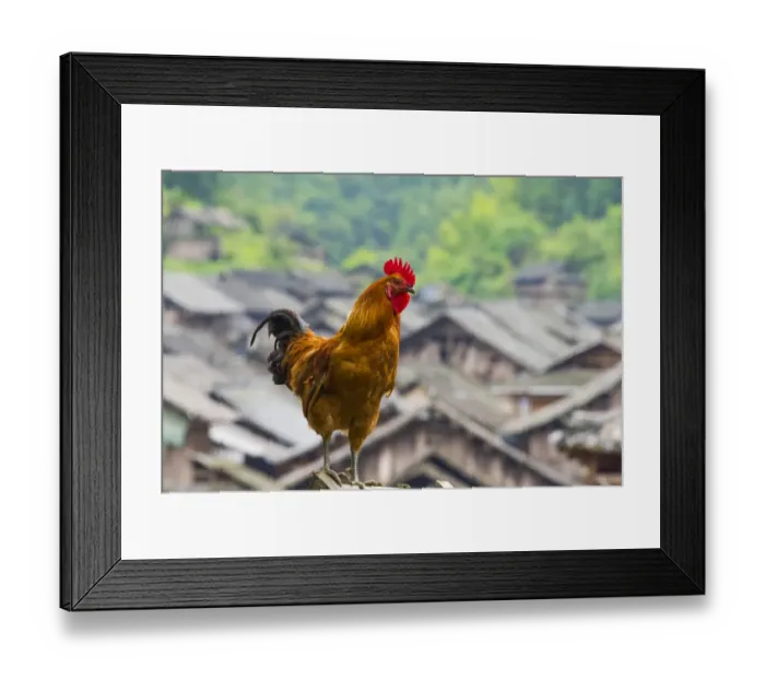 Framed Print : Rooster in the Dong village, Huanggang, Zhaoxing, Guizhou Province, China Framed Print : Rooster in the Dong village, Huanggang, Zhaoxing, Guizhou Province, China