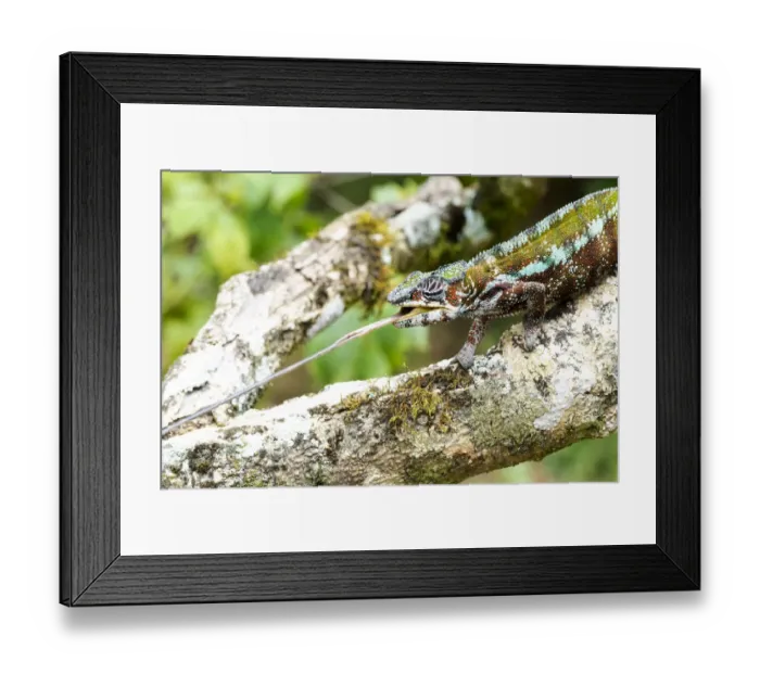 Framed Print : Africa, Madagascar, east of Tana, Marozevo, Peyrieras Reptile Reserve Framed Print : Africa, Madagascar, east of Tana, Marozevo, Peyrieras Reptile Reserve