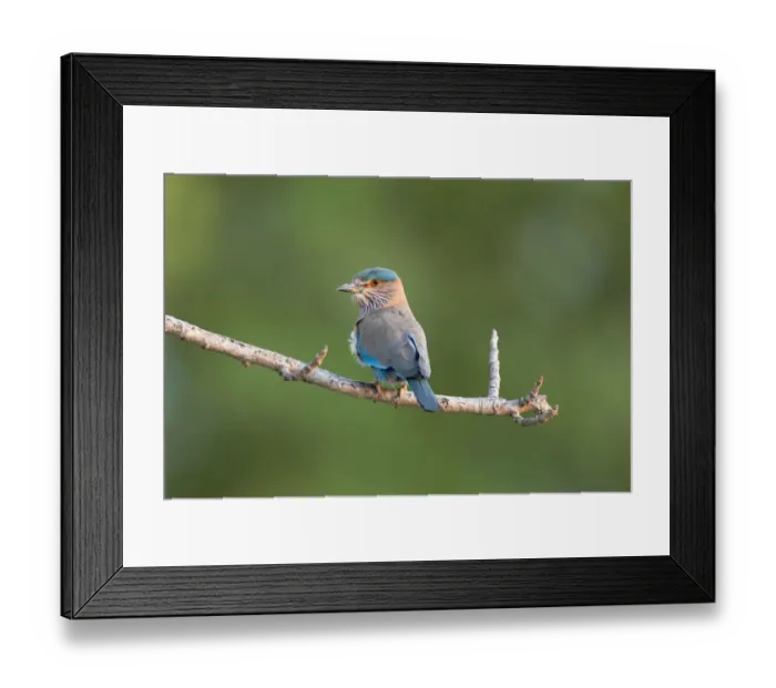 Framed Print : India, Madhya Pradesh, Kanha National Park. Portrait of an Indian roller perched on a Framed Print : India, Madhya Pradesh, Kanha National Park. Portrait of an Indian roller perched on a