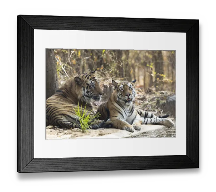 Framed Print : India, Madhya Pradesh, Bandhavgarh National Park. A male