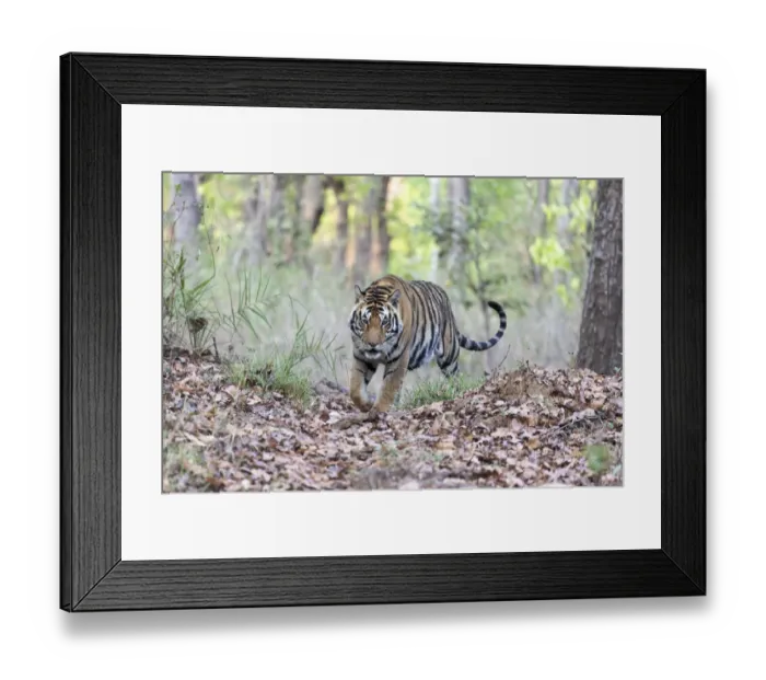 Framed Print : India, Madhya Pradesh, Kanha National Park. A young male Bengal tiger walks out of