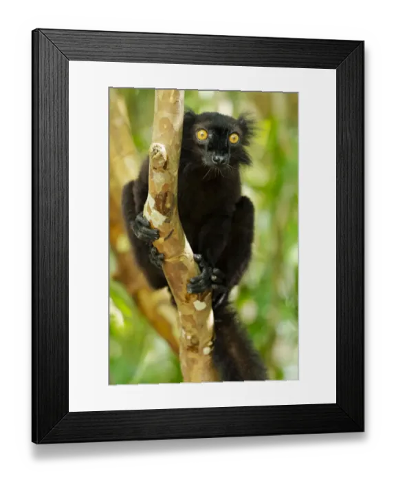Framed Print : Africa, Madagascar, Lake Ampitabe, Akanin ny nosy Reserve Framed Print : Africa, Madagascar, Lake Ampitabe, Akanin ny nosy Reserve