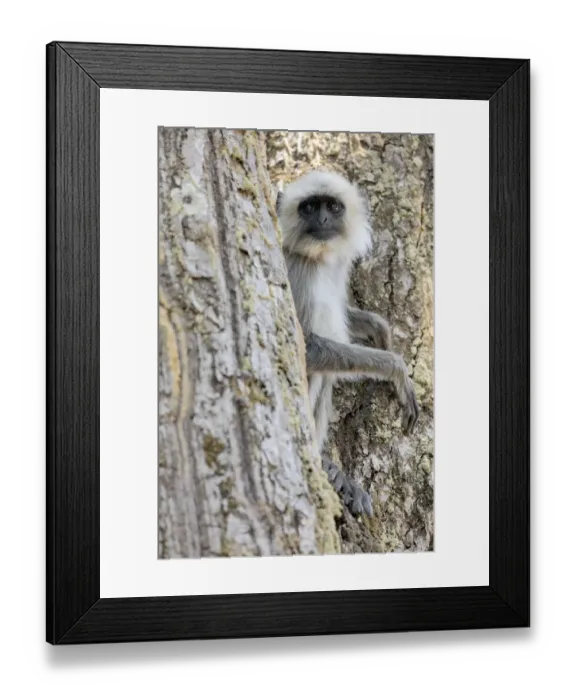 Framed Print : India, Madhya Pradesh, Kanha National Park. A langur rests in the trees Framed Print : India, Madhya Pradesh, Kanha National Park. A langur rests in the trees