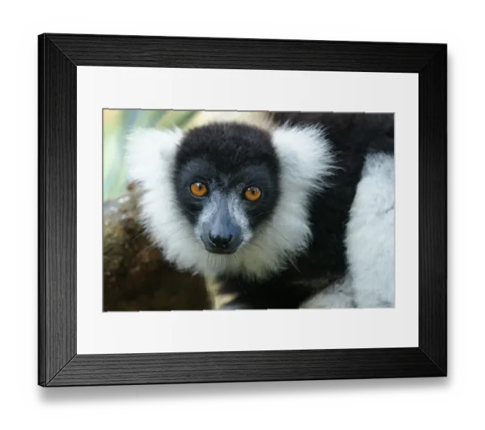 Framed Print : Africa, Madagascar, Lake Ampitabe, Akanin ny nosy Reserve Framed Print : Africa, Madagascar, Lake Ampitabe, Akanin ny nosy Reserve