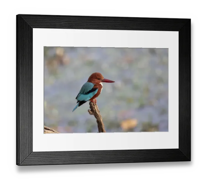 Framed Print : India, Madhya Pradesh, Kanha National Park. Portrait of a white-throated kingfisher