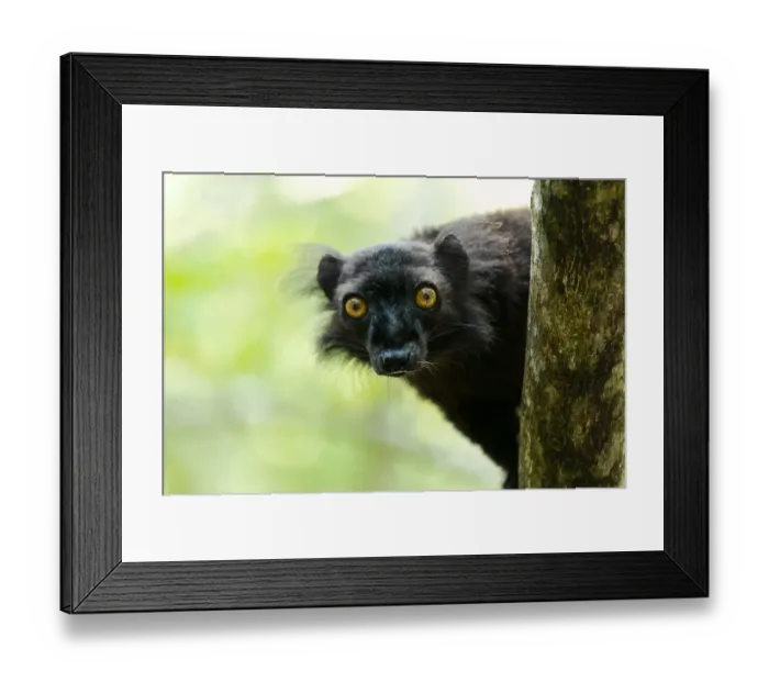 Framed Print : Africa, Madagascar, Lake Ampitabe, Akanin ny nosy Reserve