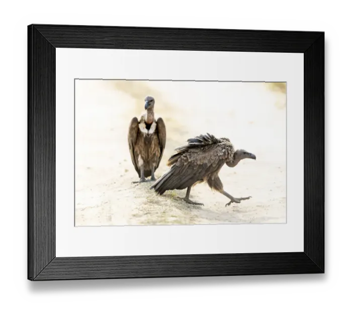 Framed Print : India, Madhya Pradesh, Kanha National Park. Two Indian vultures sit in the road next to a Framed Print : India, Madhya Pradesh, Kanha National Park. Two Indian vultures sit in the road next to a