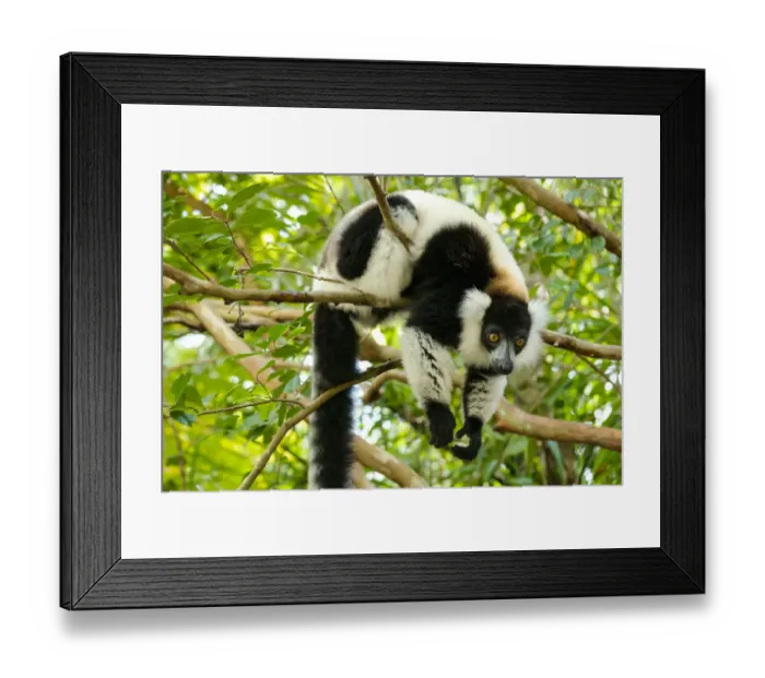 Framed Print : Africa, Madagascar, Lake Ampitabe, Akanin ny nosy Reserve