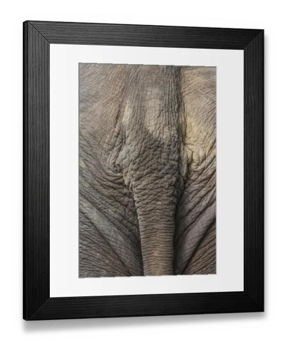 Framed Print : Laos, Sainyabuli. Elephant Conservation Center, Asian elephants tail Framed Print : Laos, Sainyabuli. Elephant Conservation Center, Asian elephants tail