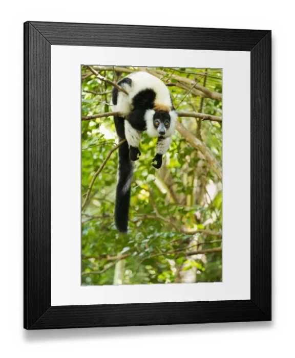 Framed Print : Africa, Madagascar, Lake Ampitabe, Akanin ny nosy Reserve
