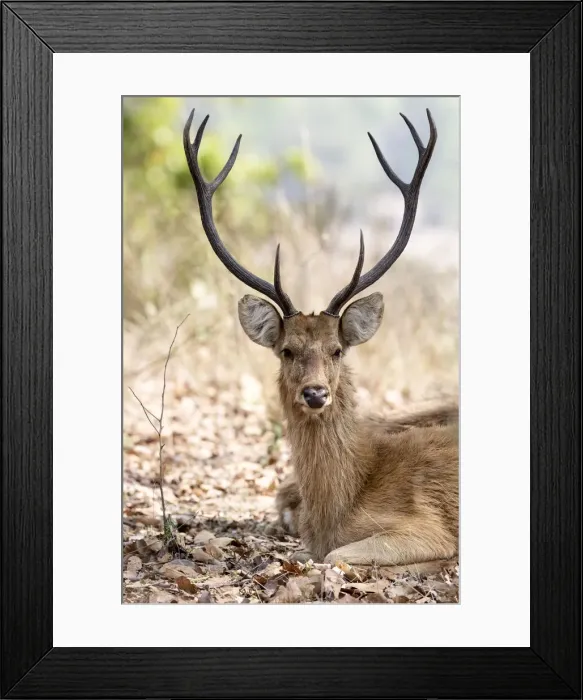Framed Print : India, Madhya Pradesh, Kanha National Park. A portrait of a resting Framed Print : India, Madhya Pradesh, Kanha National Park. A portrait of a resting