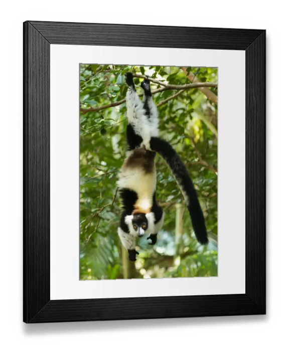 Framed Print : Africa, Madagascar, Lake Ampitabe, Akanin ny nosy Reserve Framed Print : Africa, Madagascar, Lake Ampitabe, Akanin ny nosy Reserve