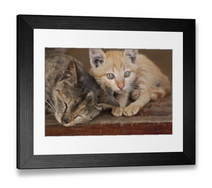 Framed Print : Kittens in the Cat Cat Village in the valley of Sapa, Vietnam Framed Print : Kittens in the Cat Cat Village in the valley of Sapa, Vietnam