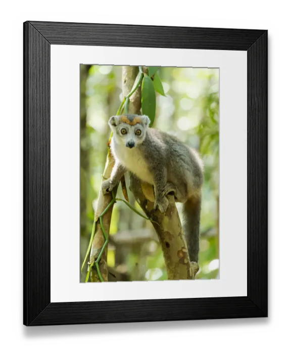 Framed Print : Africa, Madagascar, Lake Ampitabe, Akanin ny nosy Reserve Framed Print : Africa, Madagascar, Lake Ampitabe, Akanin ny nosy Reserve