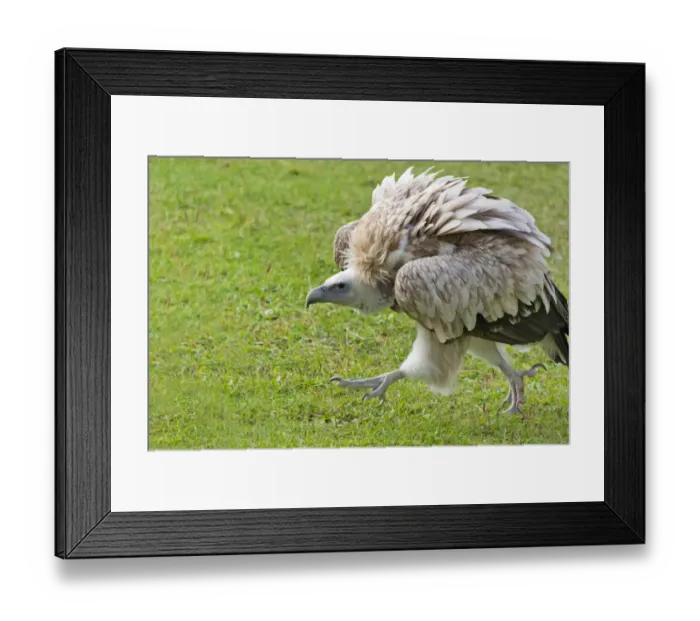 Framed Print : Golden Eagle in the Trans-Ili Alatau mountains, Kazakhstan Framed Print : Golden Eagle in the Trans-Ili Alatau mountains, Kazakhstan