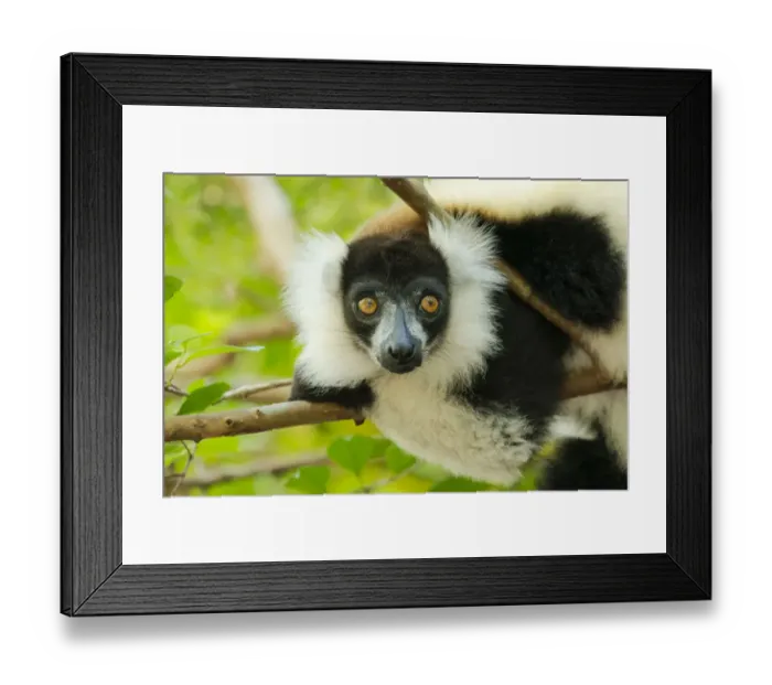 Framed Print : Africa, Madagascar, Lake Ampitabe, Akanin ny nosy Reserve