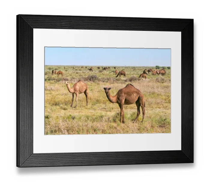 Framed Print : Camels on the grassland, Shymkent, Kazakhstan Framed Print : Camels on the grassland, Shymkent, Kazakhstan