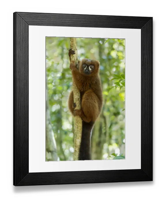 Framed Print : Africa, Madagascar, Lake Ampitabe, Akanin ny nosy Reserve Framed Print : Africa, Madagascar, Lake Ampitabe, Akanin ny nosy Reserve