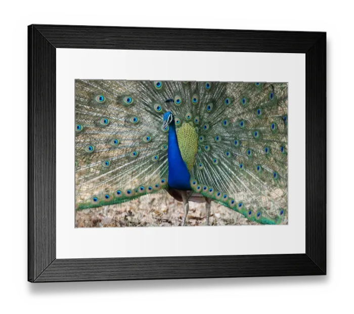 Framed Print : India, Madhya Pradesh, Kanha National Park. An male Indian peafowl displays his brilliant