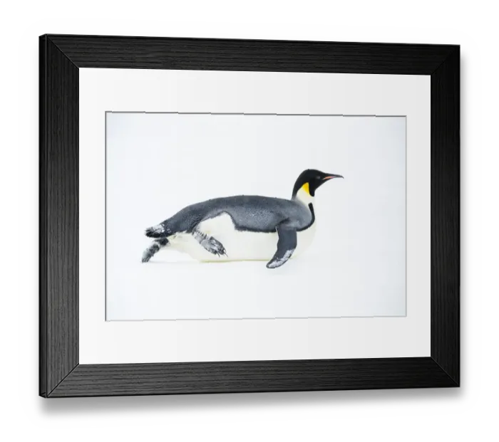 Framed Print : Snow Hill Island, Antarctica. Adult Emperor penguin tobogganing to save energy while
