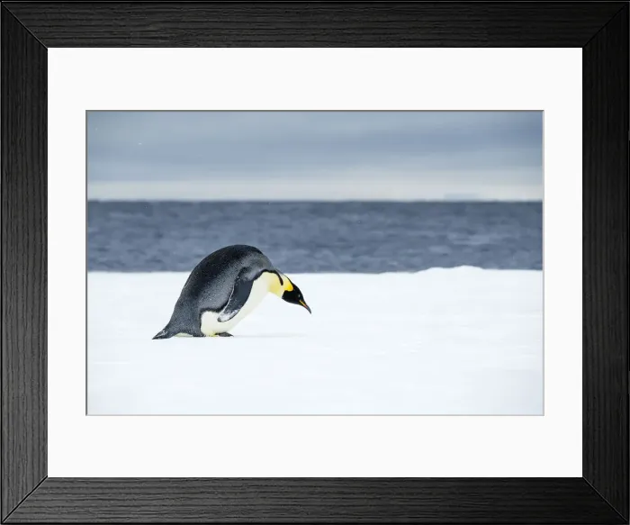 Framed Print : Snow Hill Island, Antarctic. Emperor Penguin about to toboggan