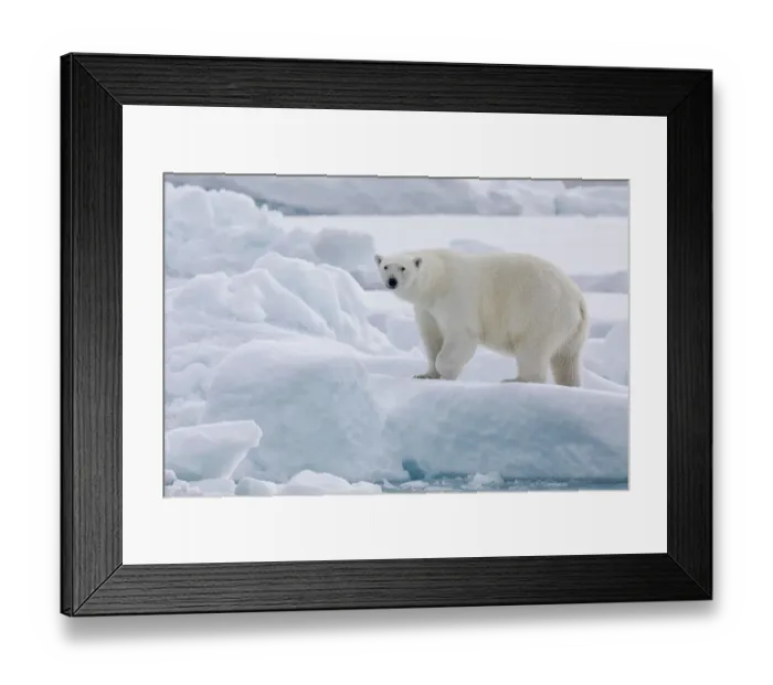 Framed Print : Arctic, north of Svalbard. Portrait of a polar bear walking on the pack ice Framed Print : Arctic, north of Svalbard. Portrait of a polar bear walking on the pack ice
