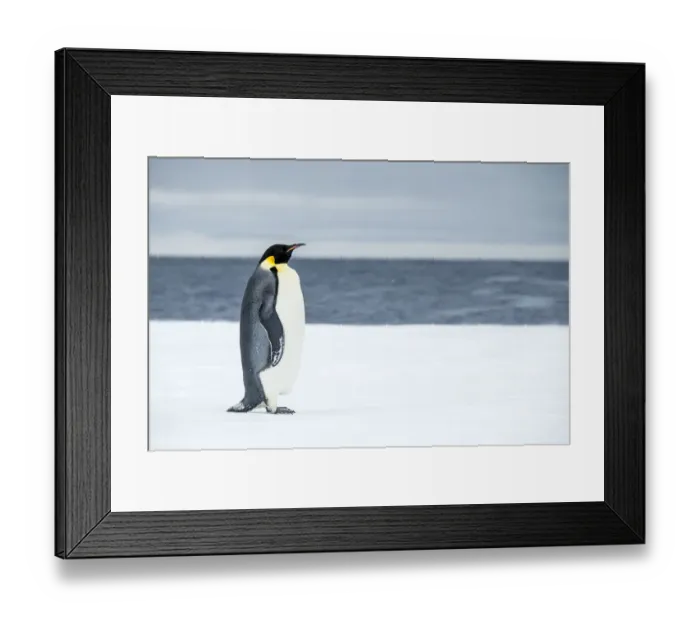 Framed Print : Snow Hill Island, Antarctica. Adult Emperor penguin traveled to the edge of the ice shelf Framed Print : Snow Hill Island, Antarctica. Adult Emperor penguin traveled to the edge of the ice shelf