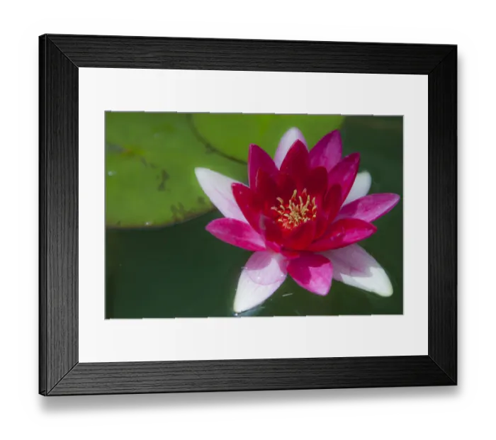 Framed Print : Nymphaea flower water lily, Sydney, Australia Framed Print : Nymphaea flower water lily, Sydney, Australia