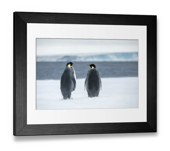 Framed Print : Snow Hill Island, Antarctica. Two adult Emperor penguins have traveled to the edge of