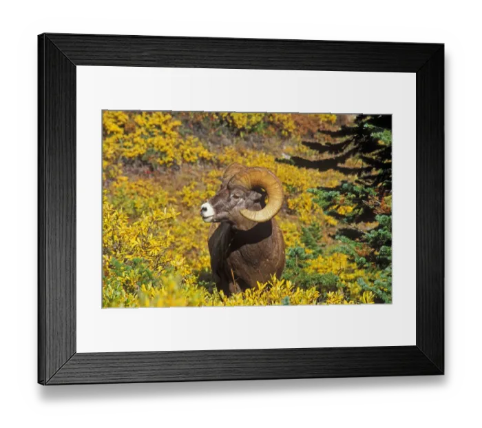Framed Print : Bighorn ram on Wilcox Ridge, Jasper National Park, Alberta, Canada Framed Print : Bighorn ram on Wilcox Ridge, Jasper National Park, Alberta, Canada