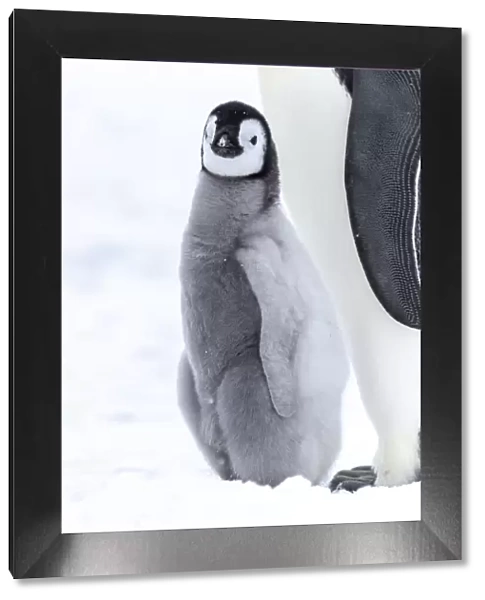 Snow Hill Island, Antarctica. Juvenile emperor penguin chick stays close to its parent