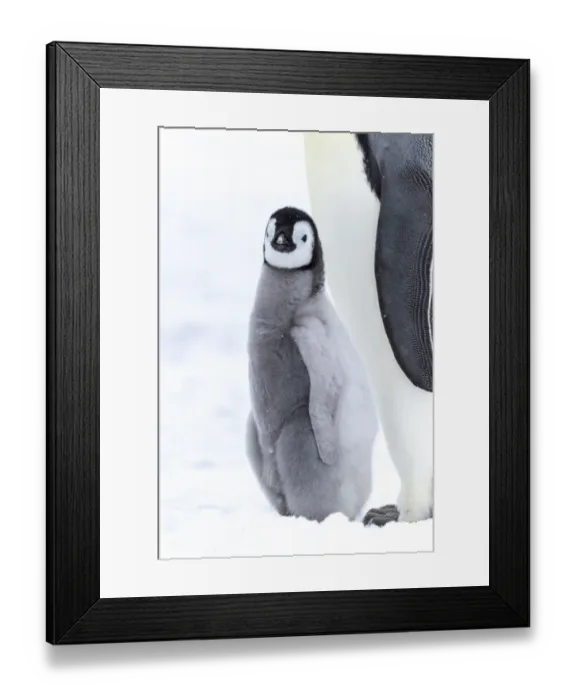 Framed Print : Snow Hill Island, Antarctica. Juvenile emperor penguin chick stays close to its parent Framed Print : Snow Hill Island, Antarctica. Juvenile emperor penguin chick stays close to its parent