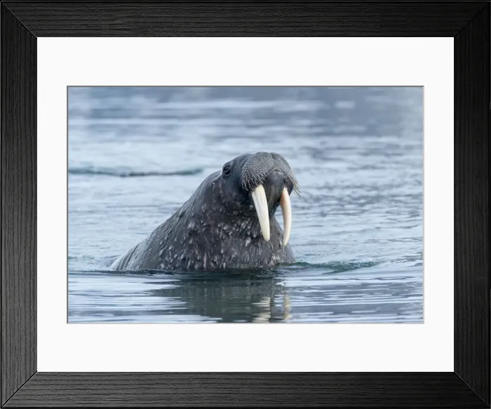 Framed Print : Arctic, Svalbard, Spitsbergen. Portrait of a walrus in the water