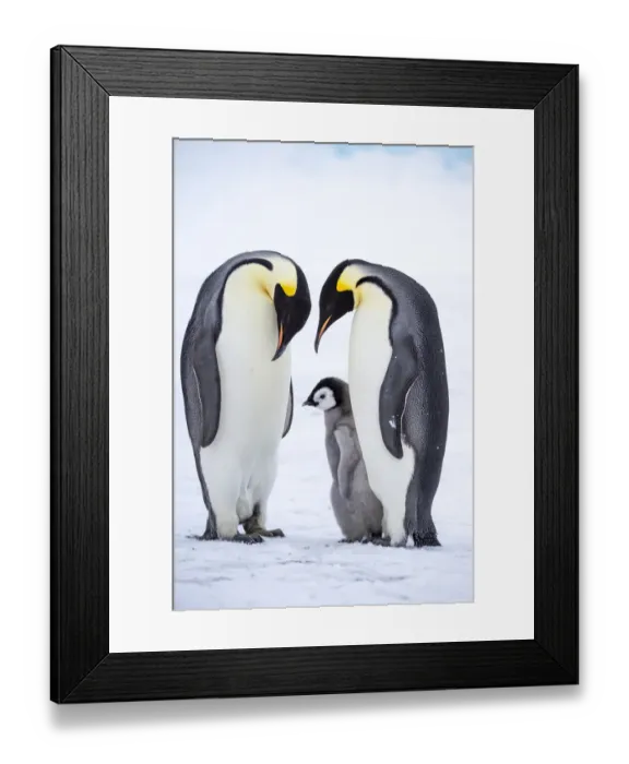 Framed Print : Snow Hill Island, Antarctica. A proud pair of emperor penguins nestling Framed Print : Snow Hill Island, Antarctica. A proud pair of emperor penguins nestling