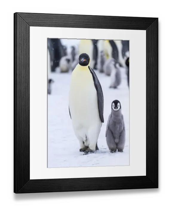 Framed Print : Snow Hill Island, Antarctica. Emperor penguin adult and juvenile walking side by side Framed Print : Snow Hill Island, Antarctica. Emperor penguin adult and juvenile walking side by side