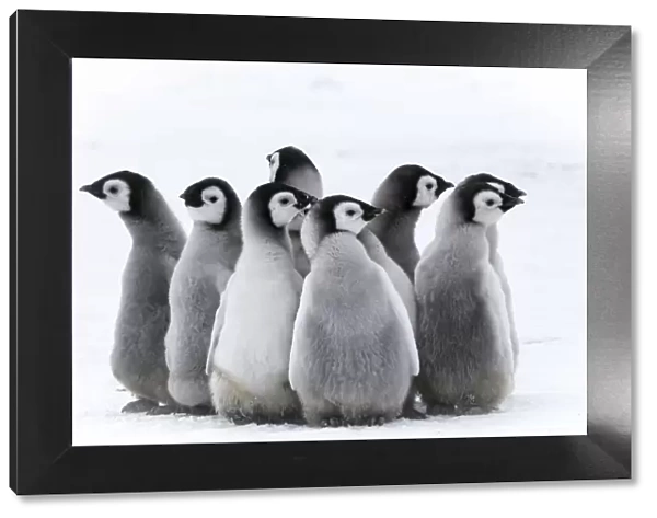 Snow Hill Island, Antarctica. Nestling creches of emperor penguin chicks