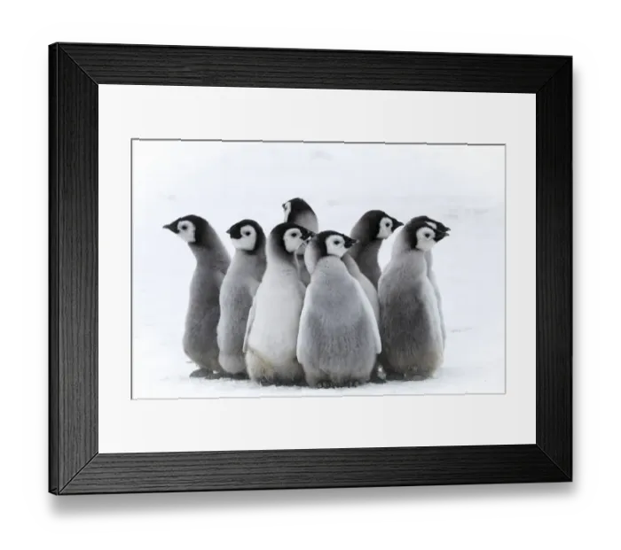 Framed Print : Snow Hill Island, Antarctica. Nestling creches of emperor penguin chicks Framed Print : Snow Hill Island, Antarctica. Nestling creches of emperor penguin chicks