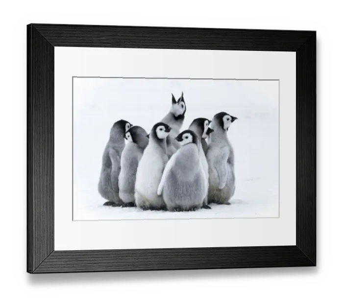 Framed Print : Snow Hill Island, Antarctica. Nestling emperor penguin chicks having a penguin party Framed Print : Snow Hill Island, Antarctica. Nestling emperor penguin chicks having a penguin party