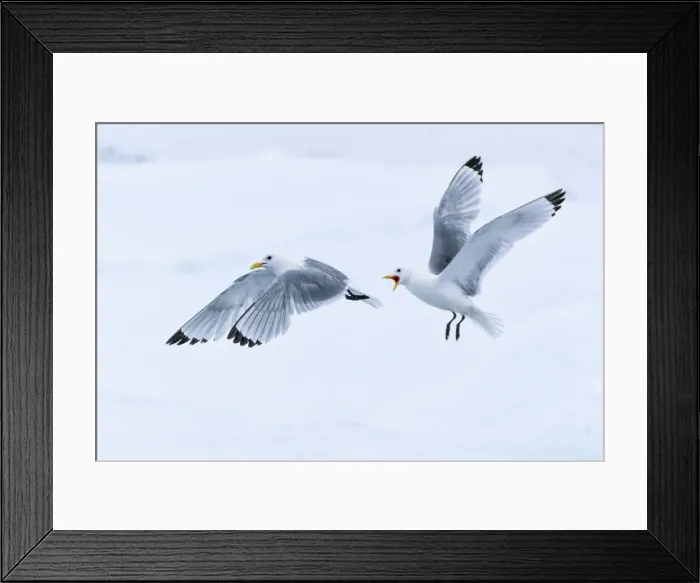Framed Print : Arctic, North of Svalbard. Two black-legged kittiwakes squabble in the air