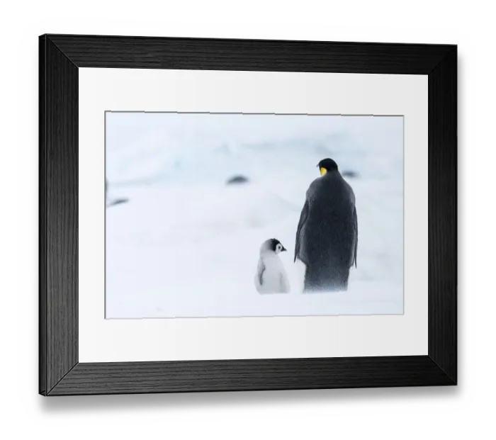 Framed Print : Snow Hill Island, Antarctica. Emperor penguin parent out for a walk with tiny chick Framed Print : Snow Hill Island, Antarctica. Emperor penguin parent out for a walk with tiny chick