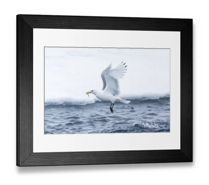 Framed Print : Arctic, North of Svalbard. A black-legged kittiwake catches a fish that had been hiding Framed Print : Arctic, North of Svalbard. A black-legged kittiwake catches a fish that had been hiding