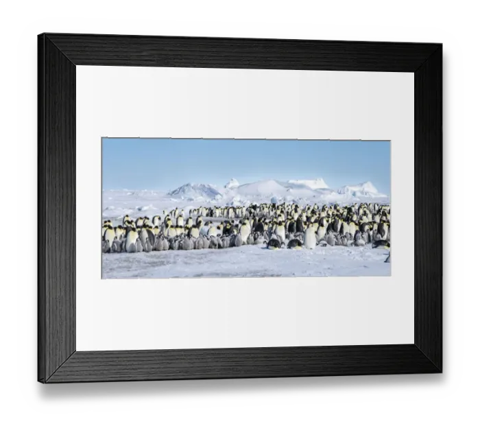 Framed Print : Snow Hill Island, Antarctica. Scenic emperor penguin colony with chicks on a sunny day Framed Print : Snow Hill Island, Antarctica. Scenic emperor penguin colony with chicks on a sunny day