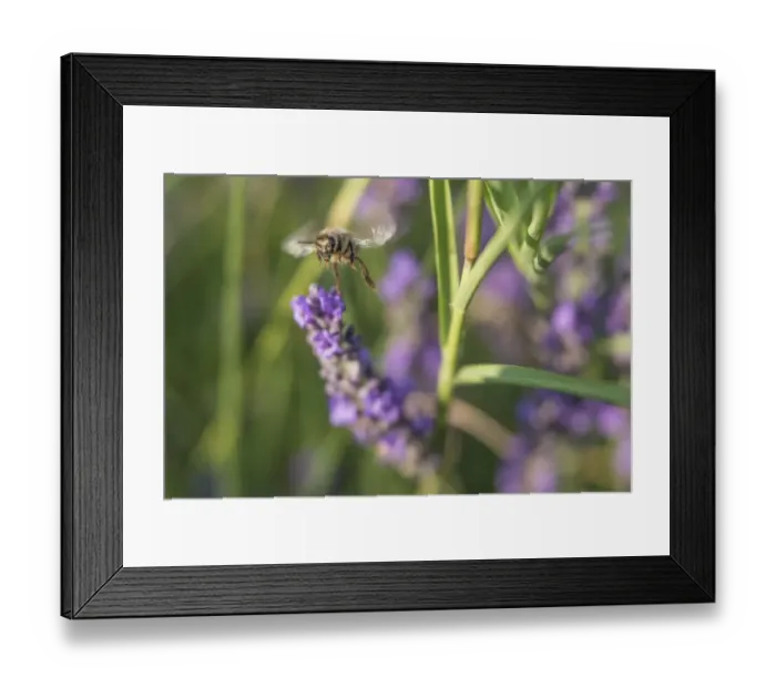 Framed Print : Bee gathering pollen on lavender blooms in Valensole Plain, Provence, Southern France Framed Print : Bee gathering pollen on lavender blooms in Valensole Plain, Provence, Southern France