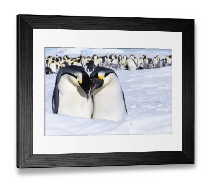 Framed Print : Snow Hill Island, Antarctica. Emperor penguin couple close-up with colony in background Framed Print : Snow Hill Island, Antarctica. Emperor penguin couple close-up with colony in background