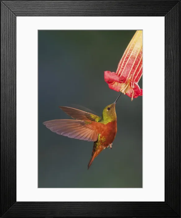 Framed Print : Chestnut-breasted coronet Framed Print : Chestnut-breasted coronet