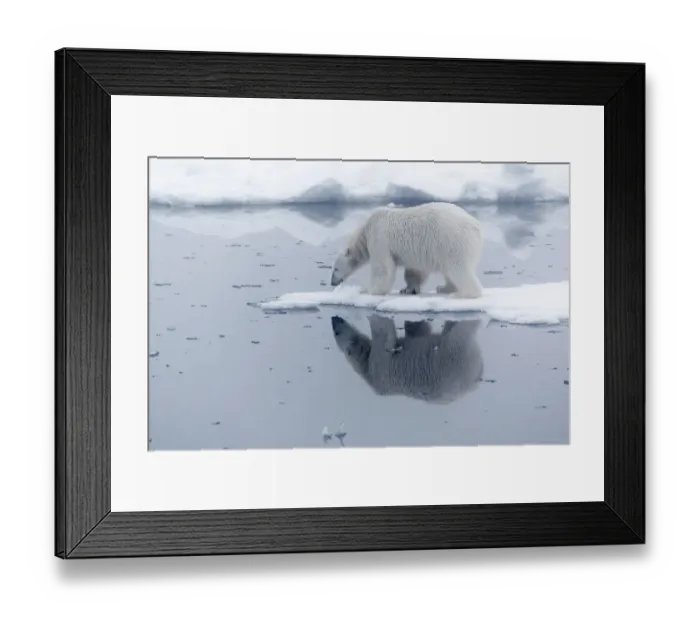 Framed Print : Arctic, north of Svalbard. A polar bear is reflected in the calm water in the pack ice