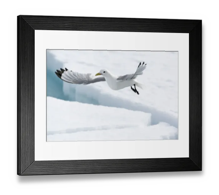 Framed Print : Arctic, North of Svalbard. A black-legged kittiwake hovers over the pack ice looking for Framed Print : Arctic, North of Svalbard. A black-legged kittiwake hovers over the pack ice looking for